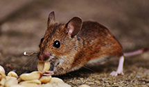 24 Hour & Emergency Exterminators in Aetna Life And Casualty, CA